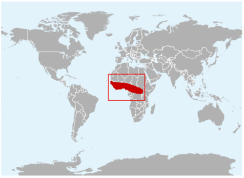 Oakland Zoo Ball Royal Python